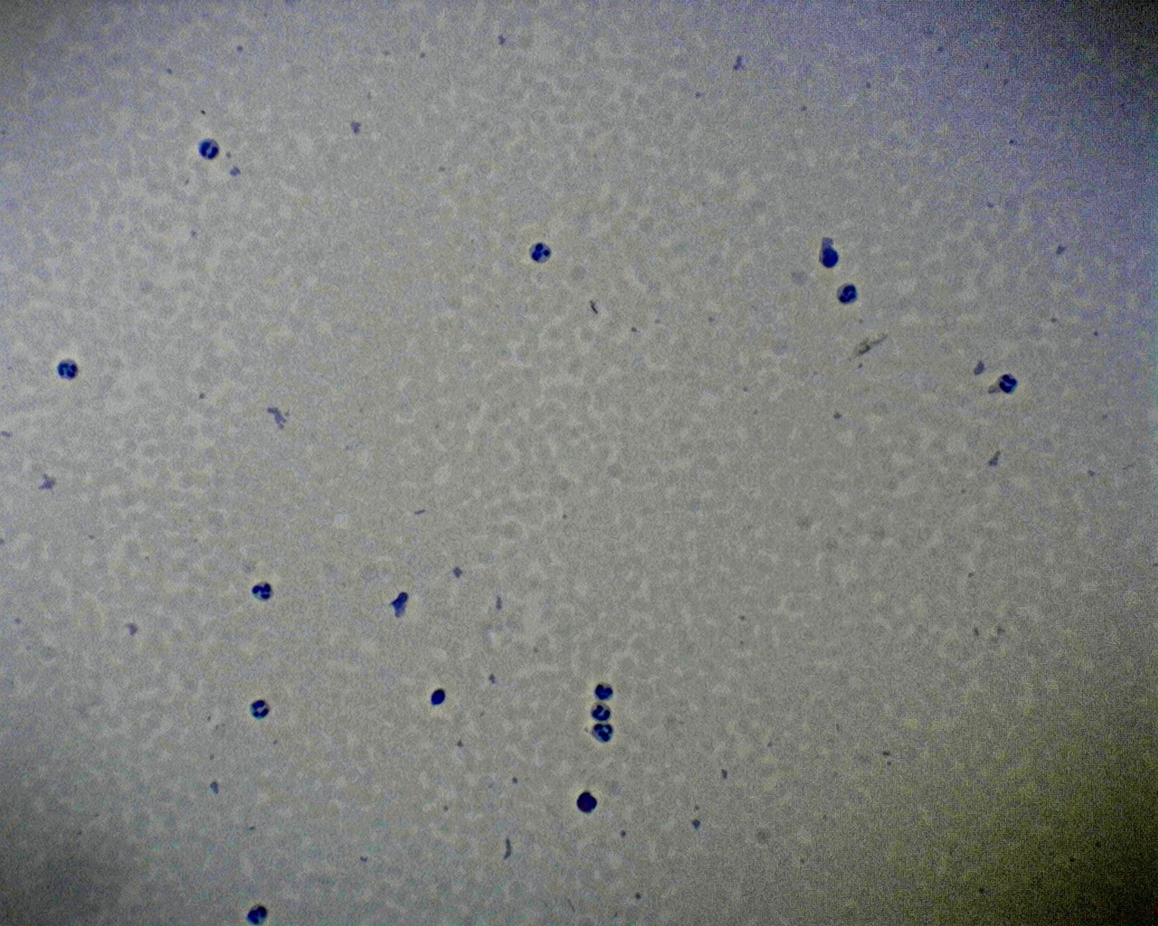 Philip Harris Prepared Microscope Slide - Human Blood 