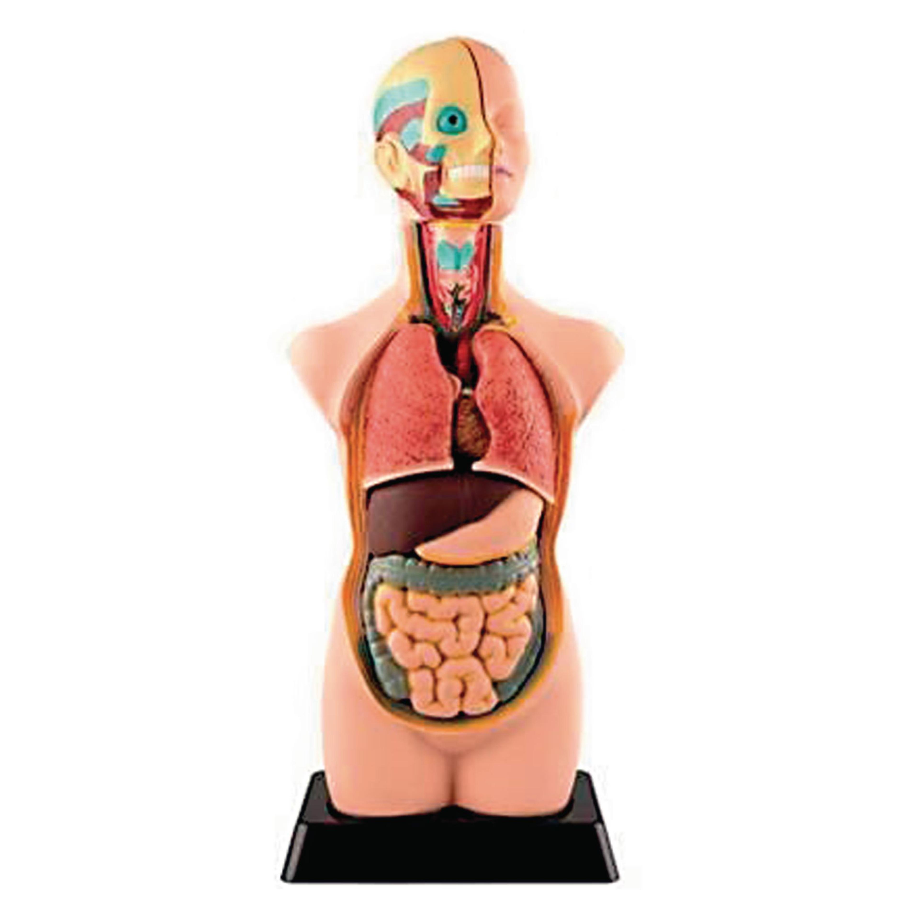 Human Torso Model - 20in