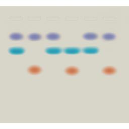 EDVOTEK Whose DNA was Left Behind Kit