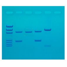 EDVOTEK DNA Fingerprinting Made Simple Kit