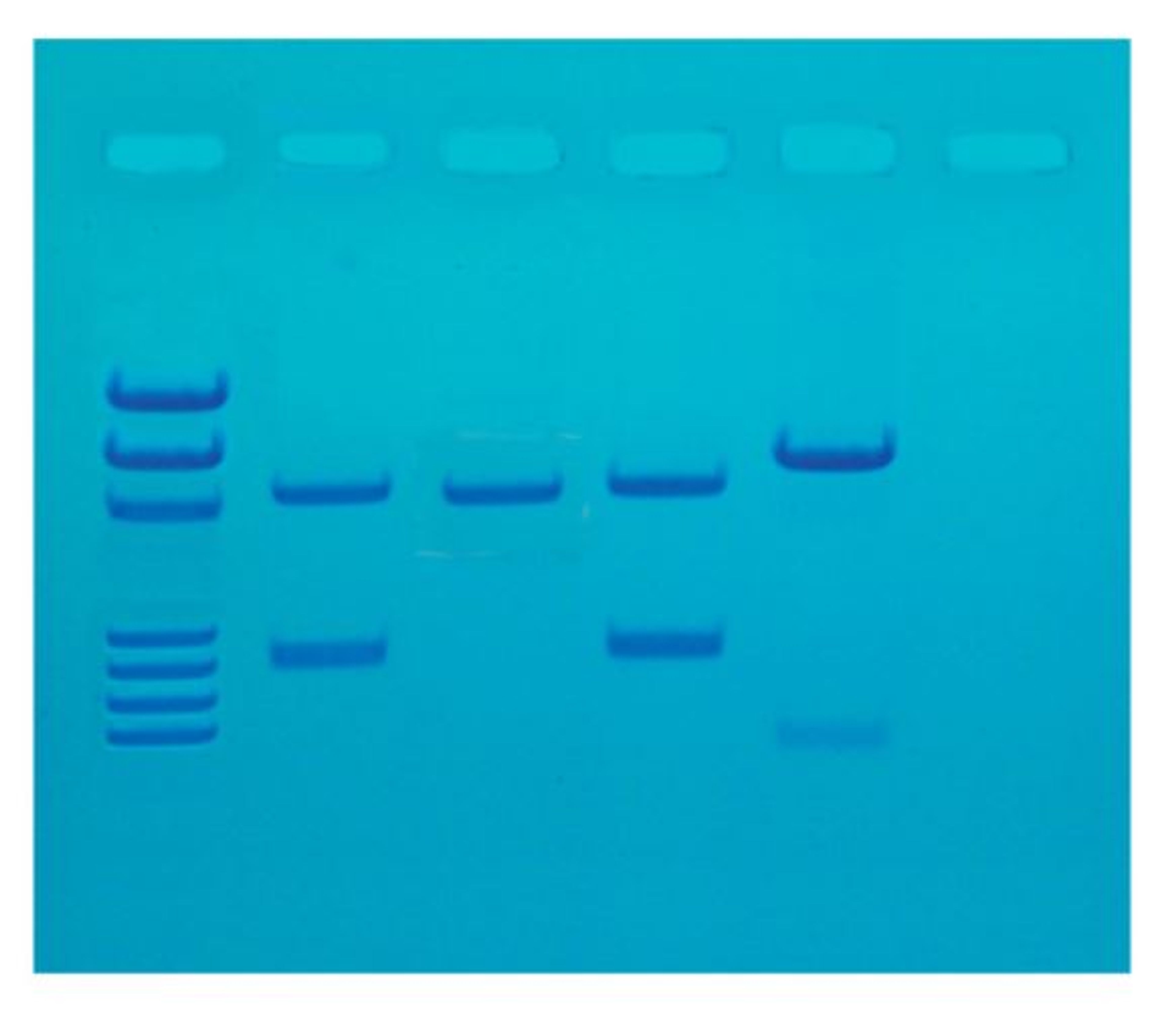 EDVOTEK DNA Fingerprinting Made Simple Kit