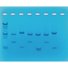 EDVOTEK DNA Fingerprinting Using Restriction Enzymes Kit
