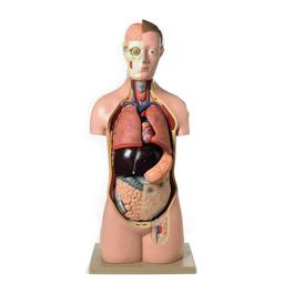 Human Torso Model 