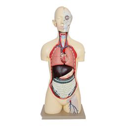 Human Torso Model 