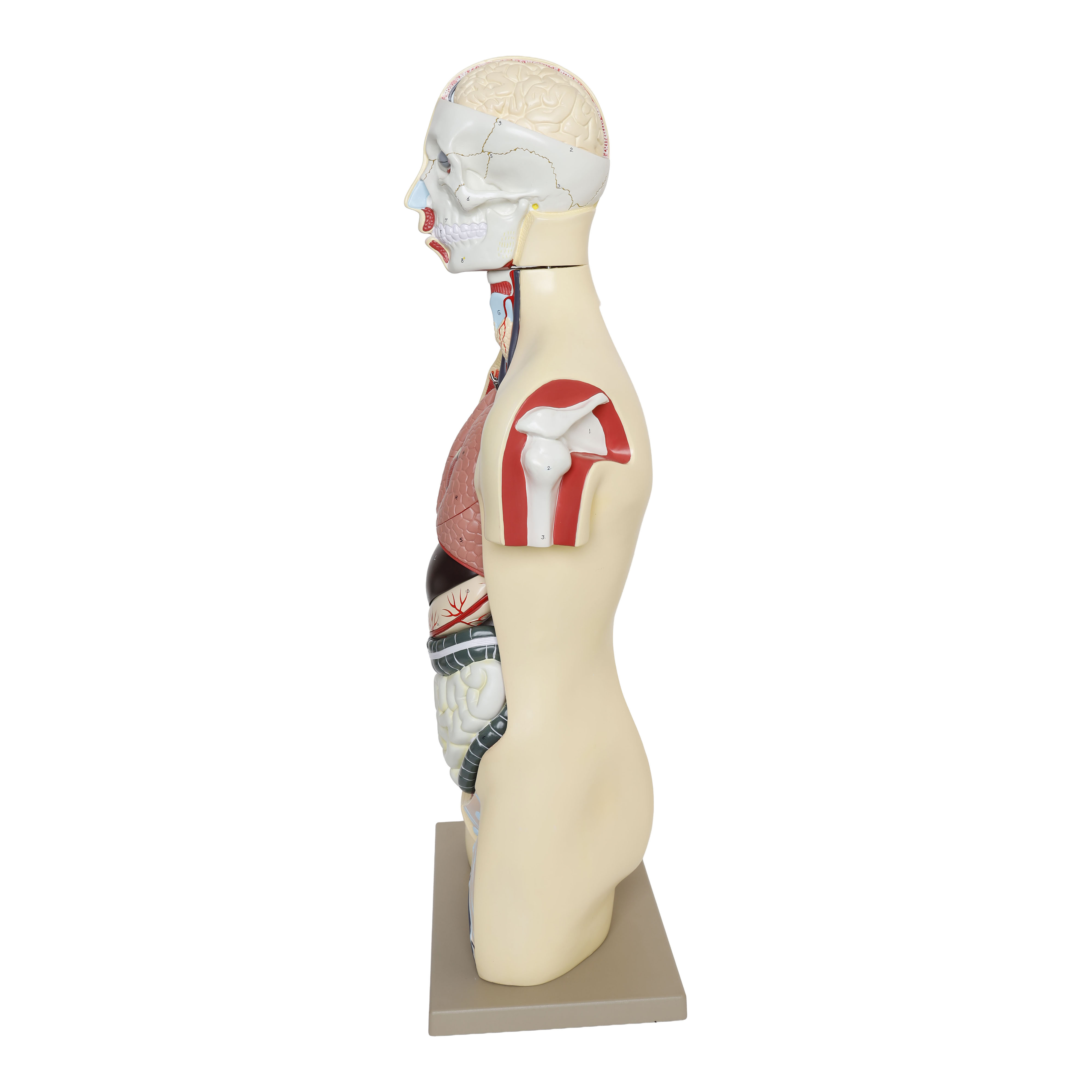 Human Torso Model 17 Parts