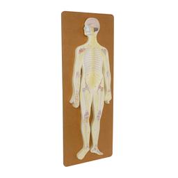 Philip Harris Nervous System Model