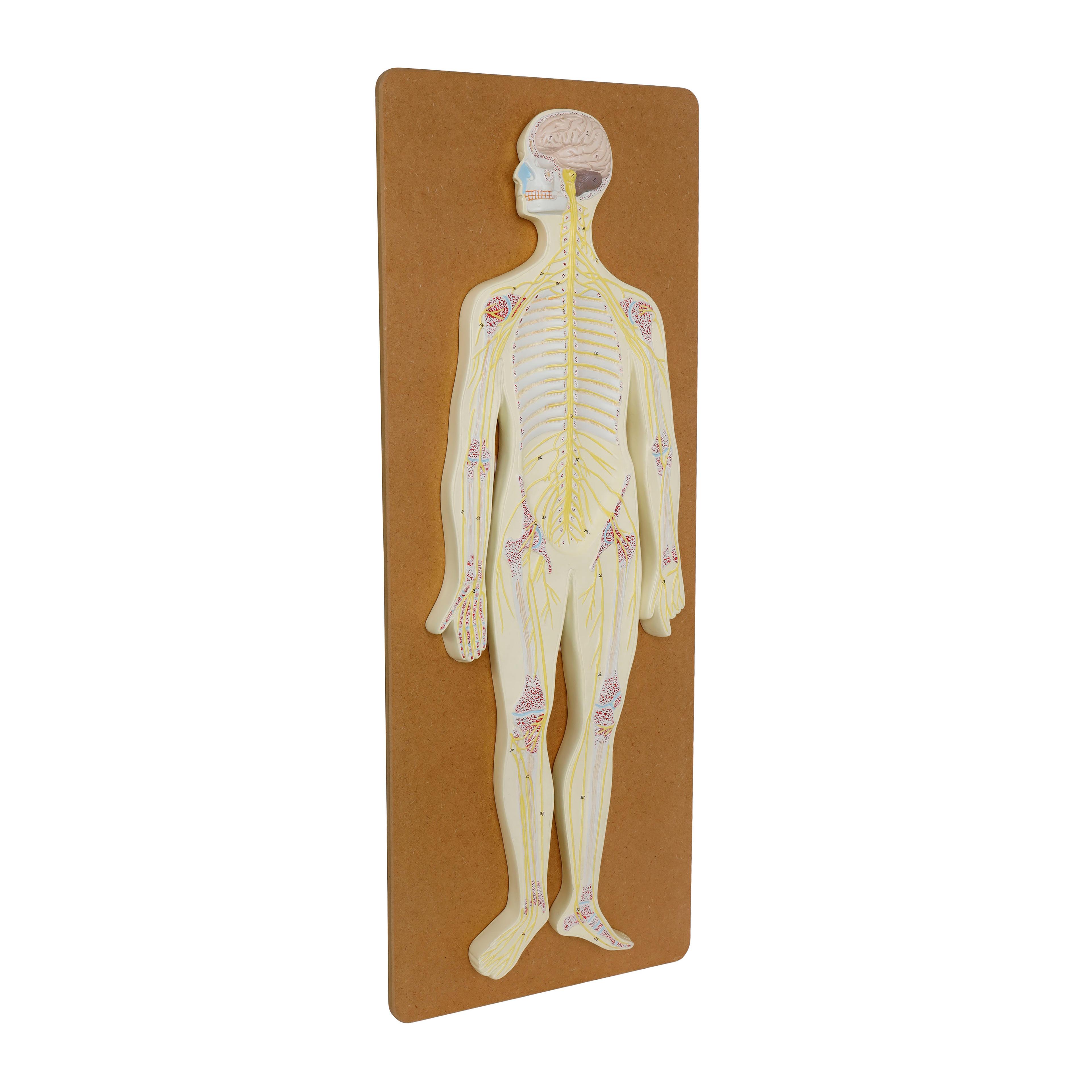 Philip Harris Nervous System Model