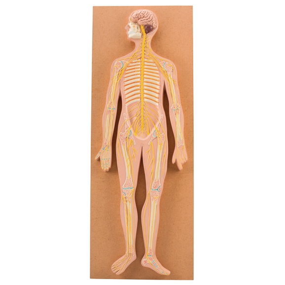 Nervous System Model Labeled
