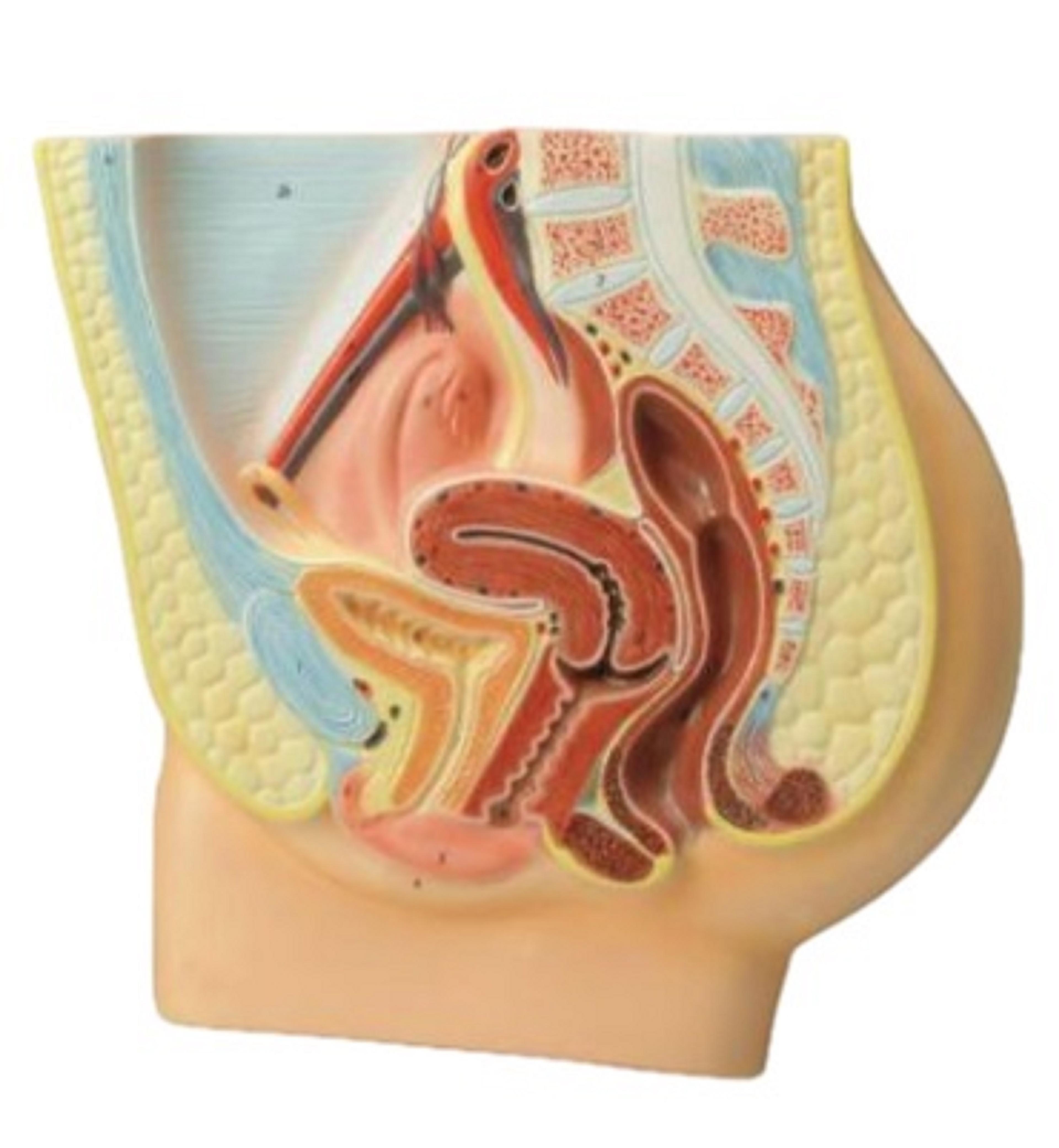 Human Female Reproductive System Model, image size:3840x4162