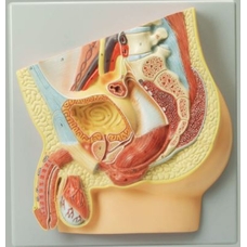 Human Male Reproductive System Model