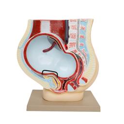 Human Foetus Model