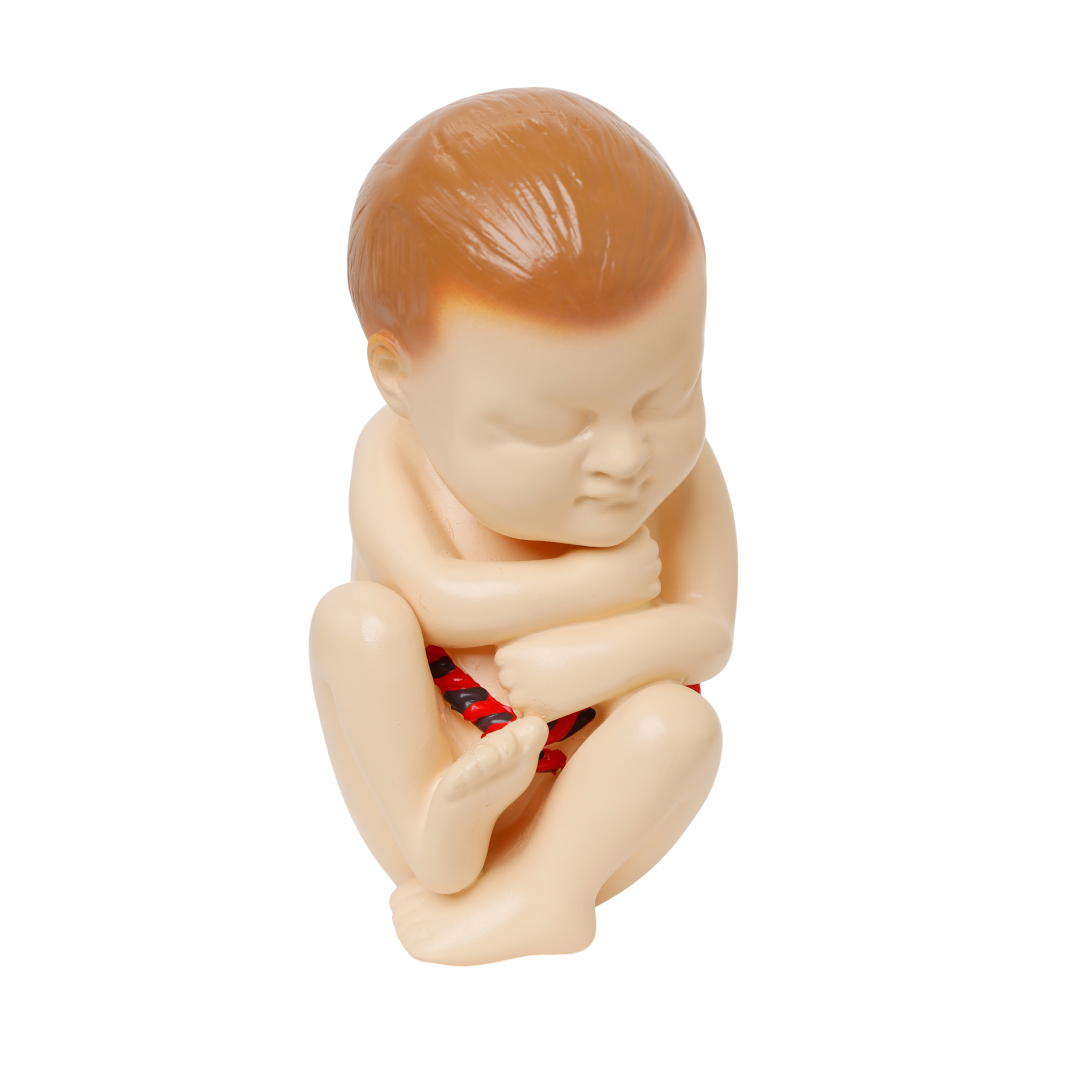 PH Human Foetus