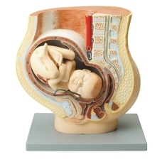 Human Foetus Model