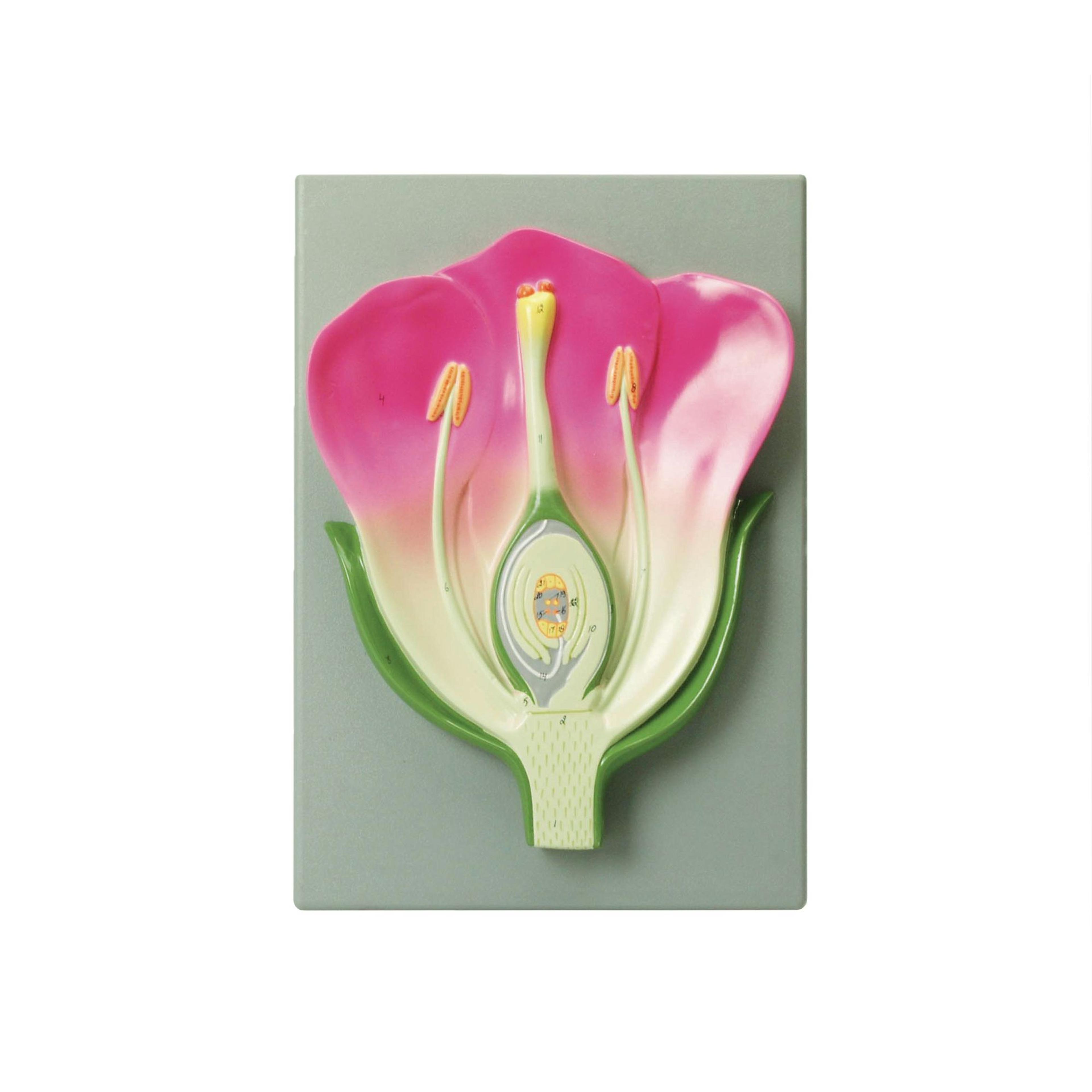 Flower Model