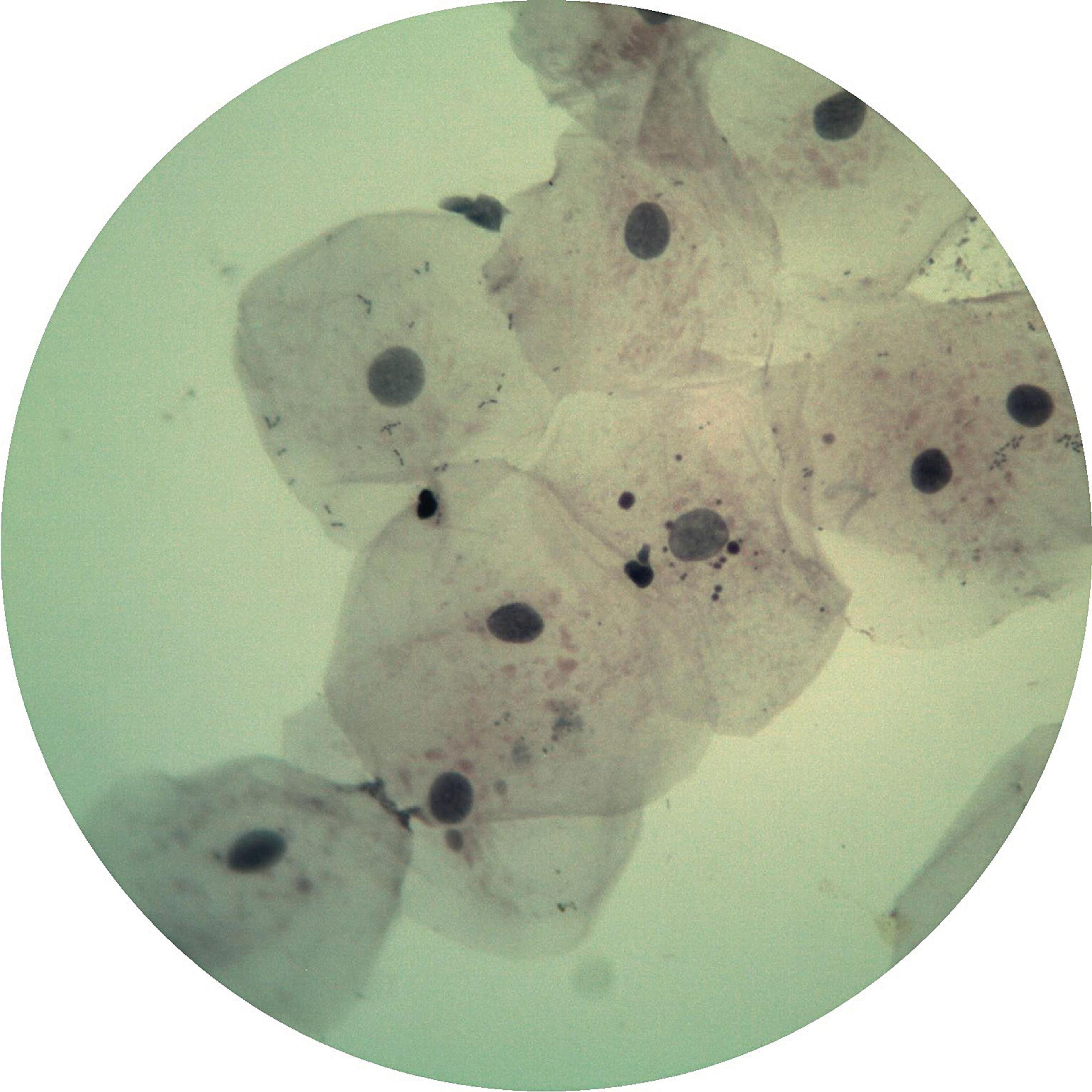 Philip Harris Prepared Microscope Slide Set - Biological Science - Set of 15 Slides