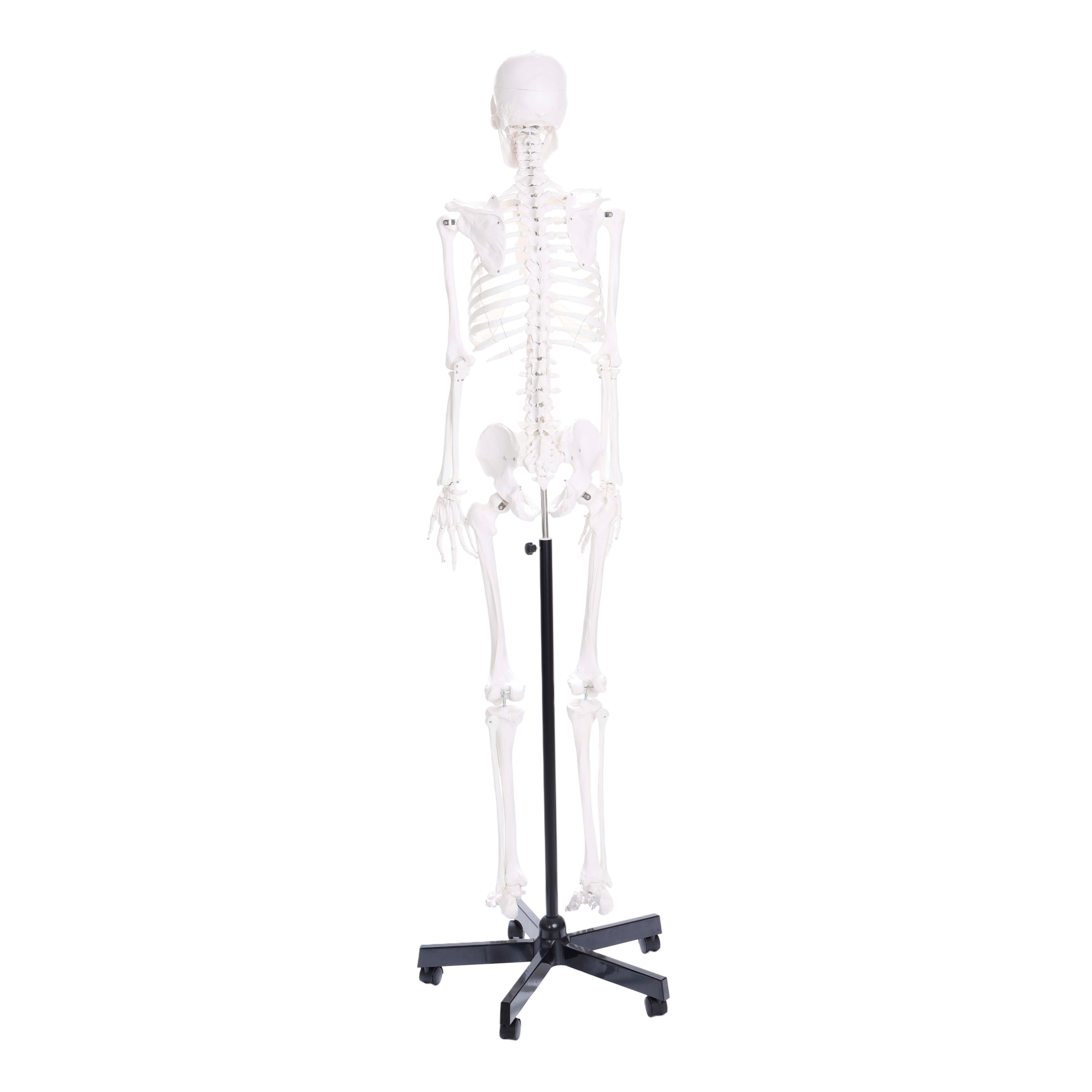 PH Human Skeleton wi Stand 150cm