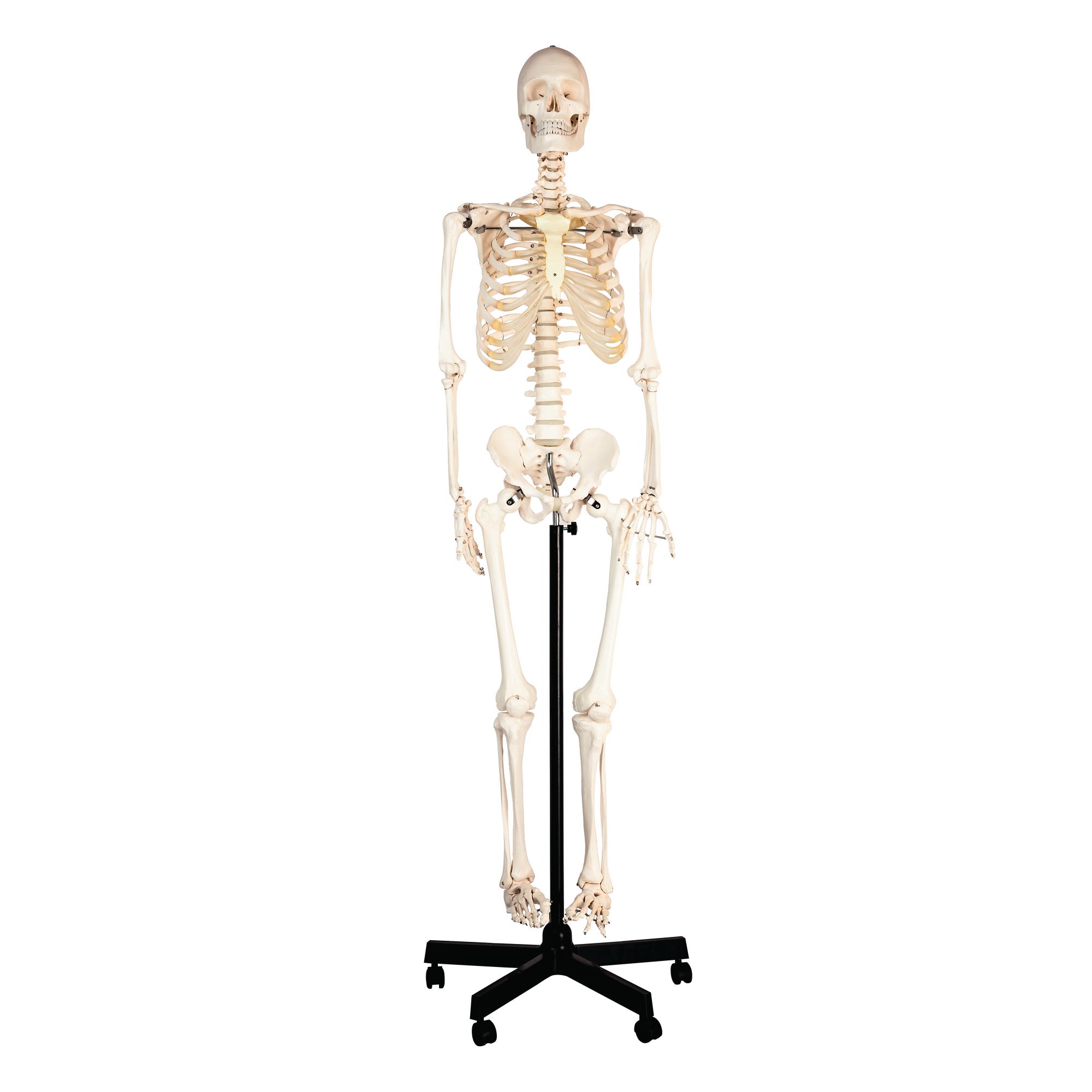 Human Skeleton With Stand 150cm