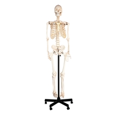 Philip Harris Human Skeleton with Stand