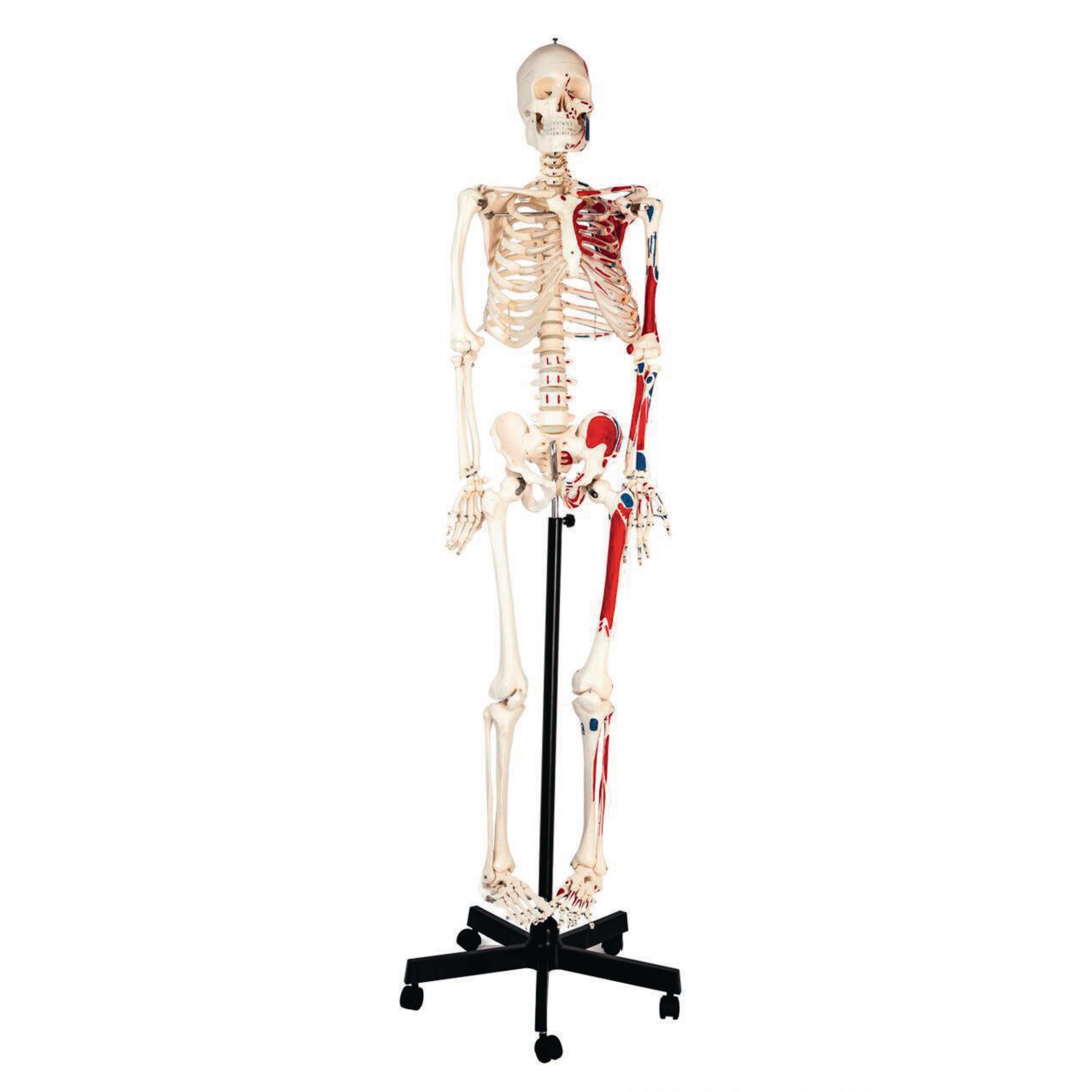 Human Muscular Skeleton With Stand 1.5m