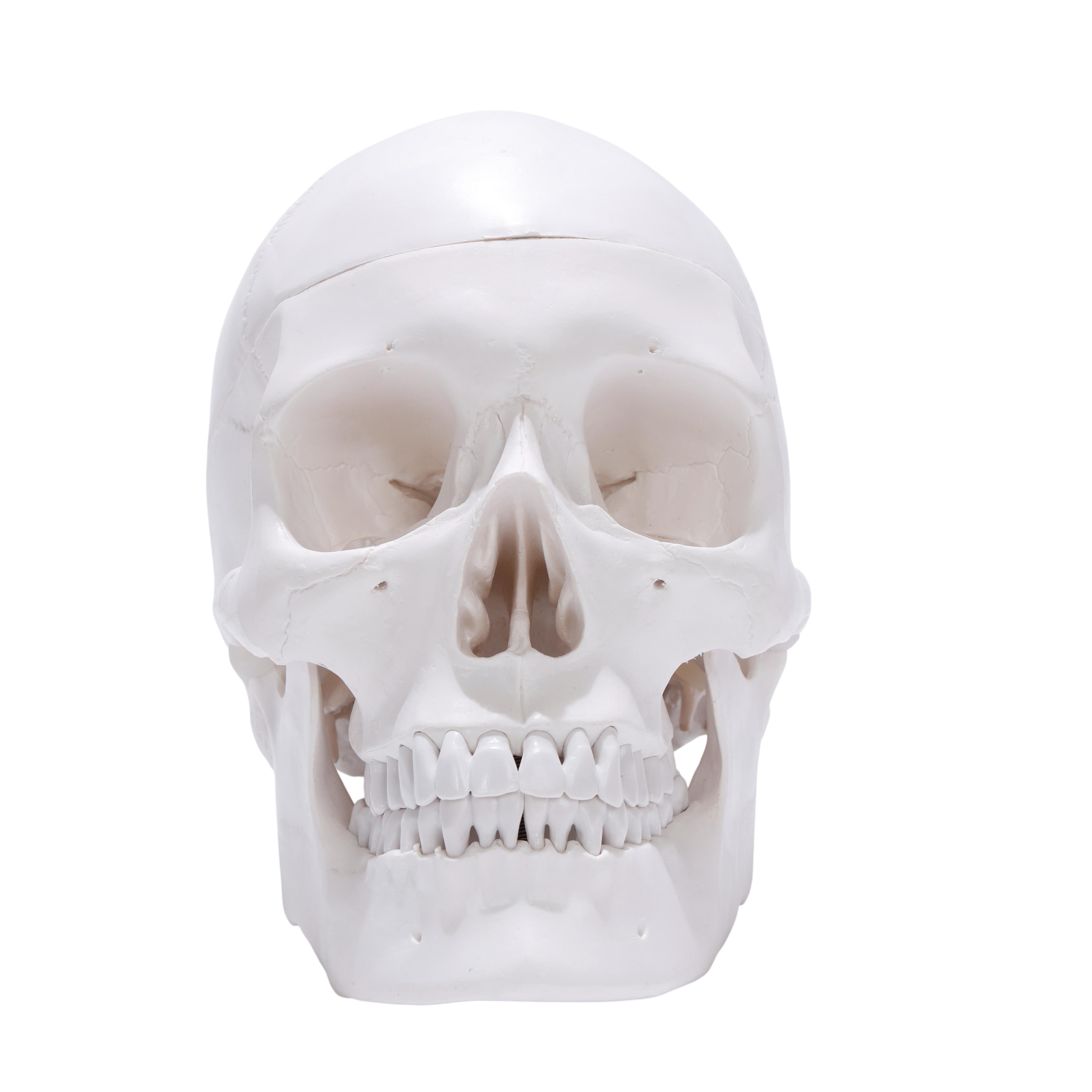 Human Skull Model - 3 Parts