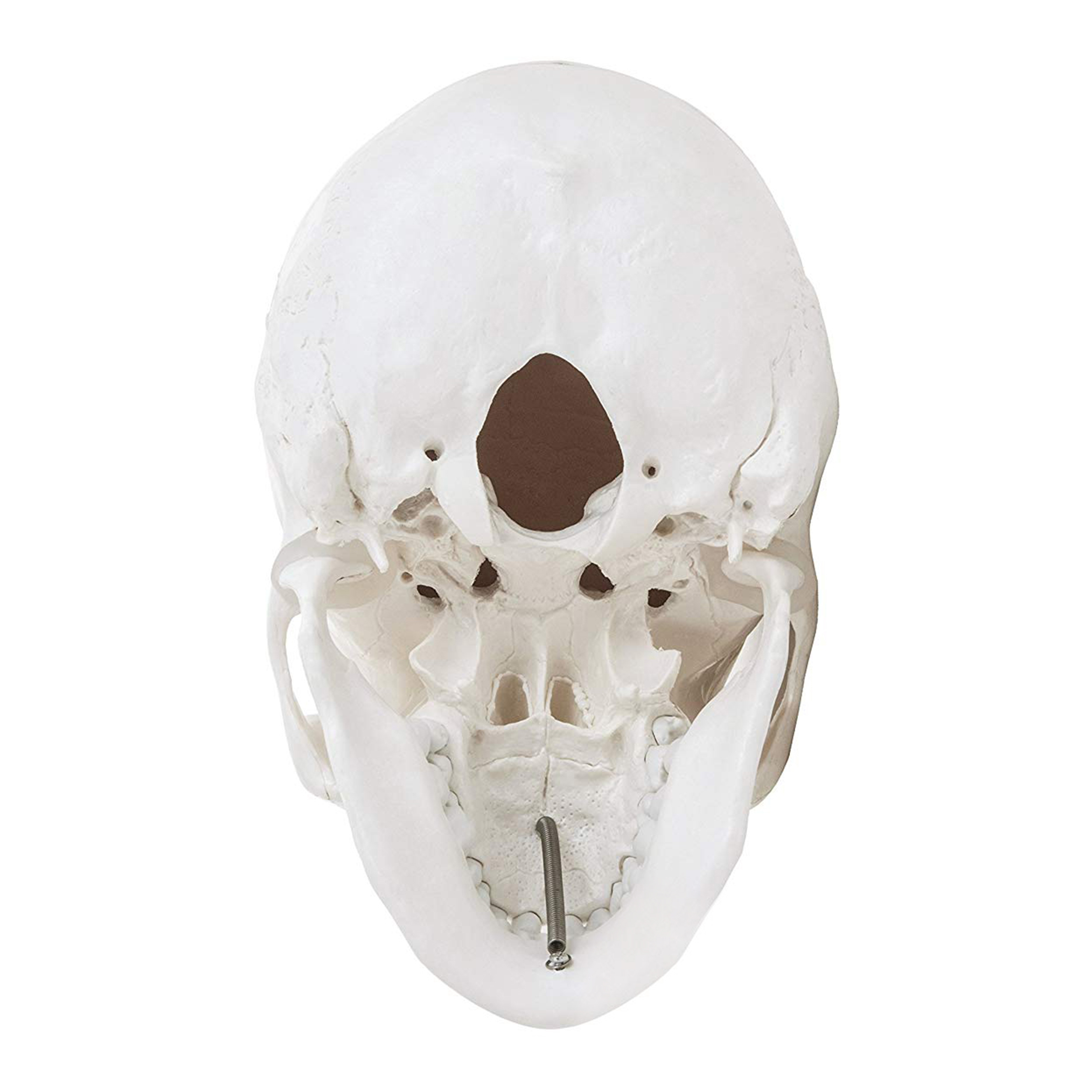 Human Skull 3 Part