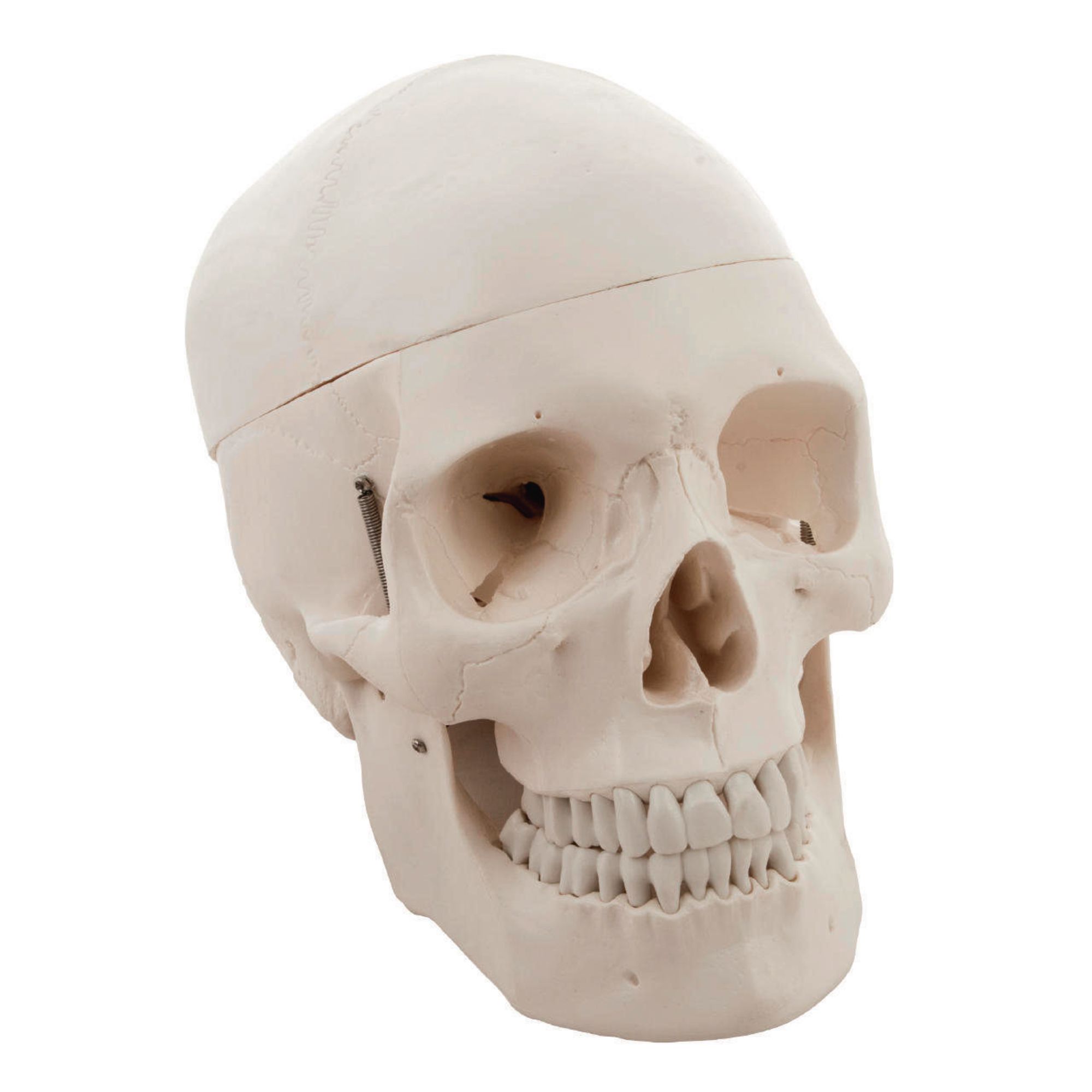 Removable Skull Cap and Articulated Mandible Life Size 3-parts numbered Skull Model with Full Set of Teeth Detailed Product Poster Includes 
