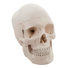 Human Skull Model - 3 Parts