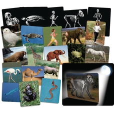 What's Inside Animals - Flash Cards