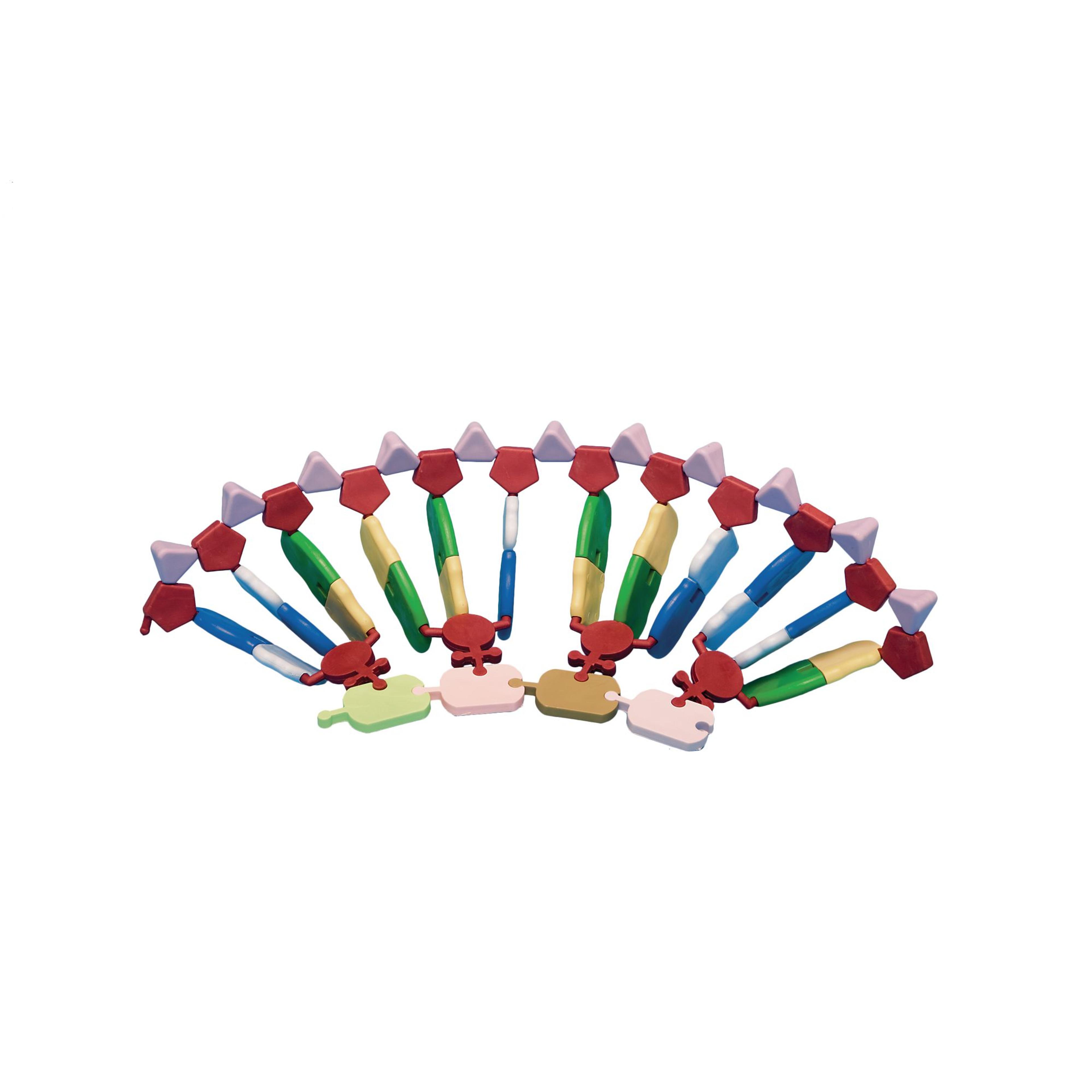 Mini DNA Molecular Model Kit - Protein Synthesis Kit: 24-base