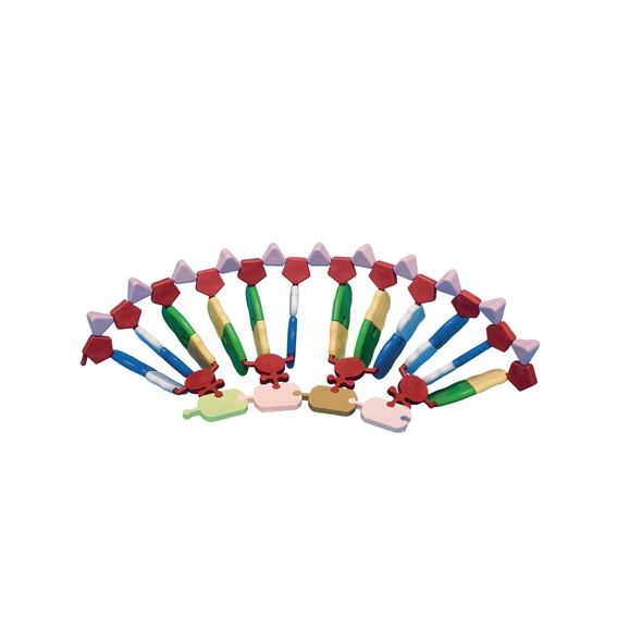 B8R05594 - Mini DNA Molecular Model Kit - Protein Synthesis Kit: 24 ...