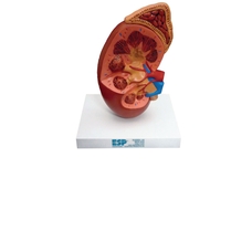 Kidney and Adrenal Section Model