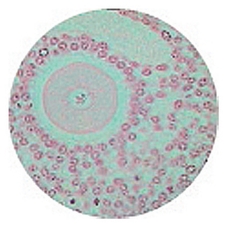 Prepared Microscope Slide - Kidney V.S. (P.A.S. and Haematoxylin Stain)
