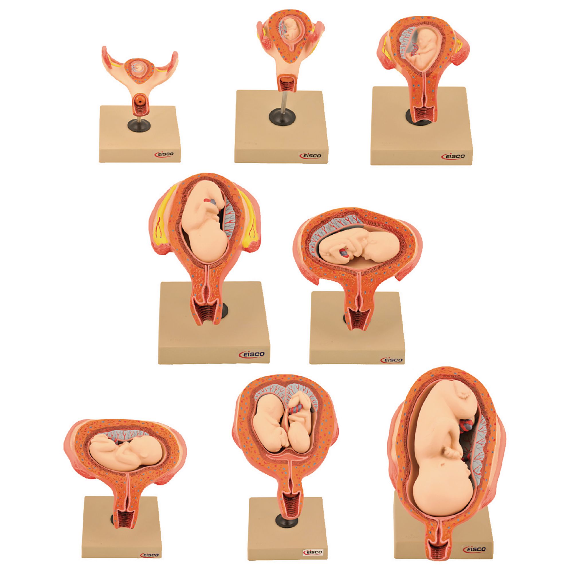 Period Of Gestation