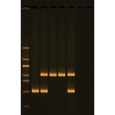 EDVOTEK Human DNA Typing Using PCR Kit