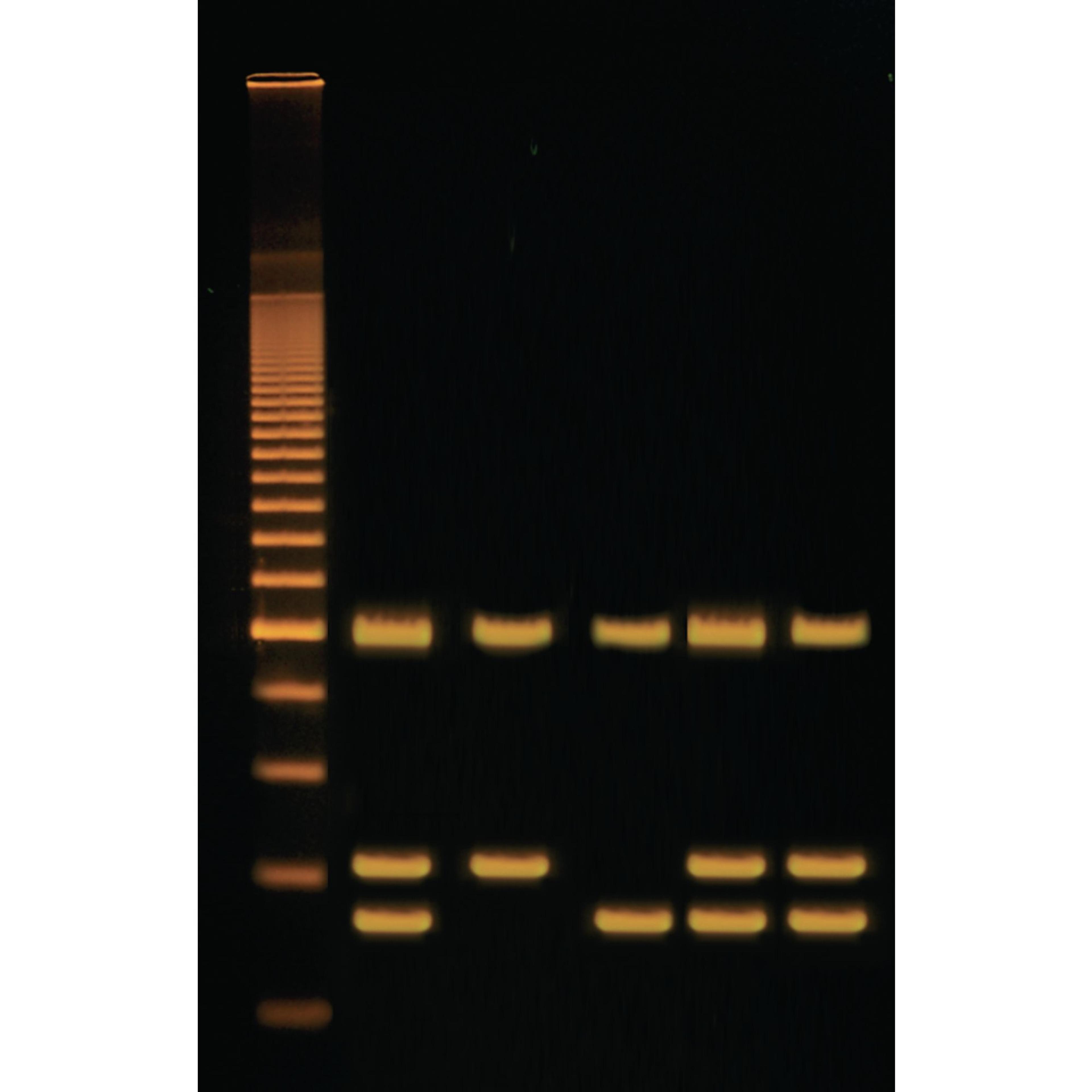 EDVOTEK Identification of Genetically Modified Food Kit