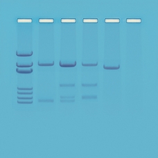 EDVOTEK DNA Paternity Testing Simulation  Kit