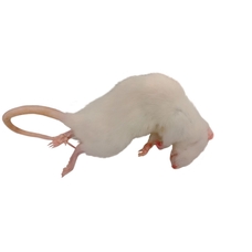 Rats (Rattus) - Pack of 10