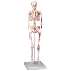 3B Scientific Human Skeleton Model - Max (½ size)