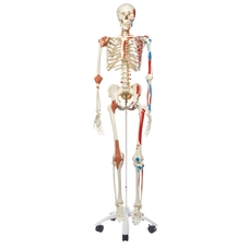 Human Skeleton Model - Sam