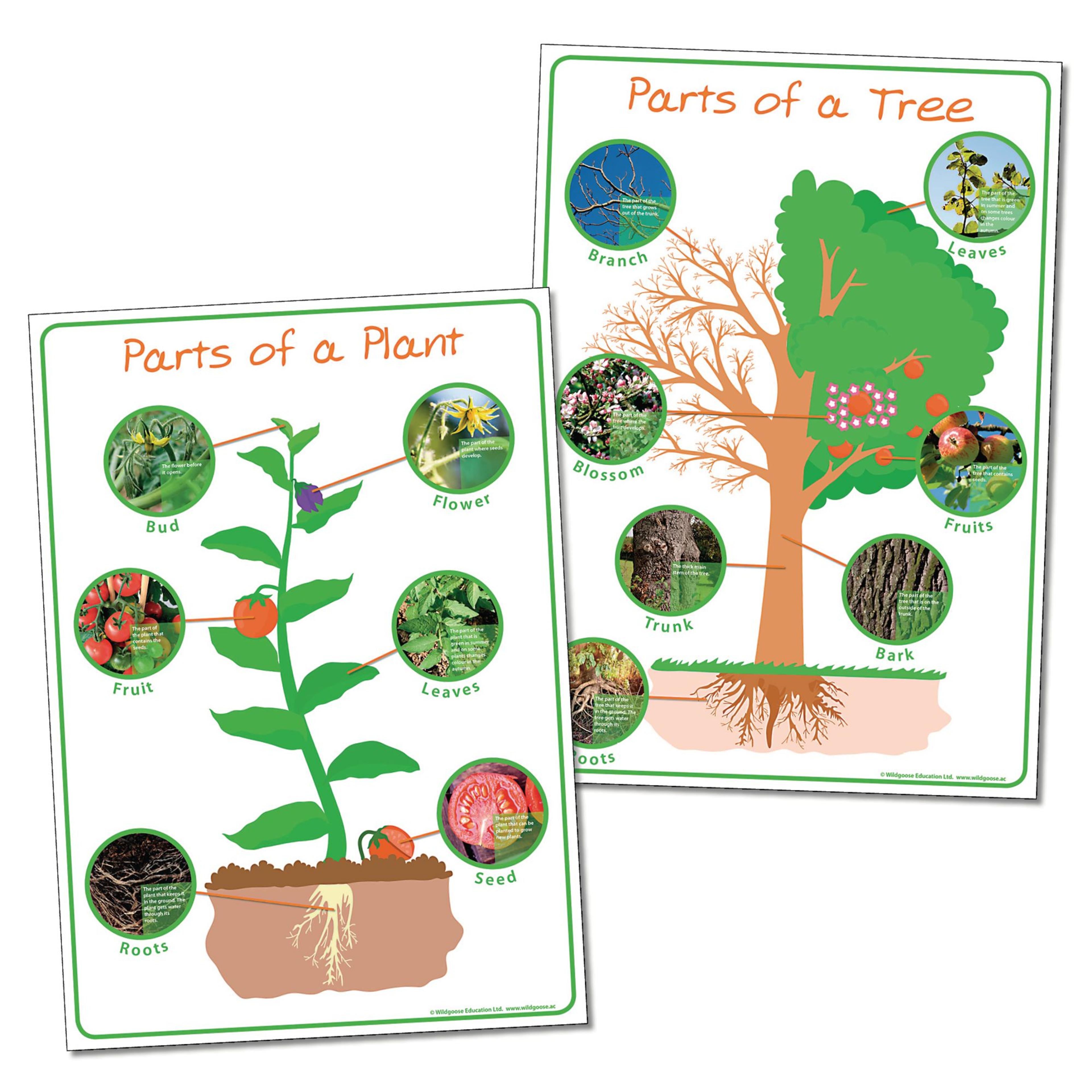 wildgoose Parts of Plant and Tree - Posters