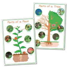 Parts of Plant and Tree - Posters