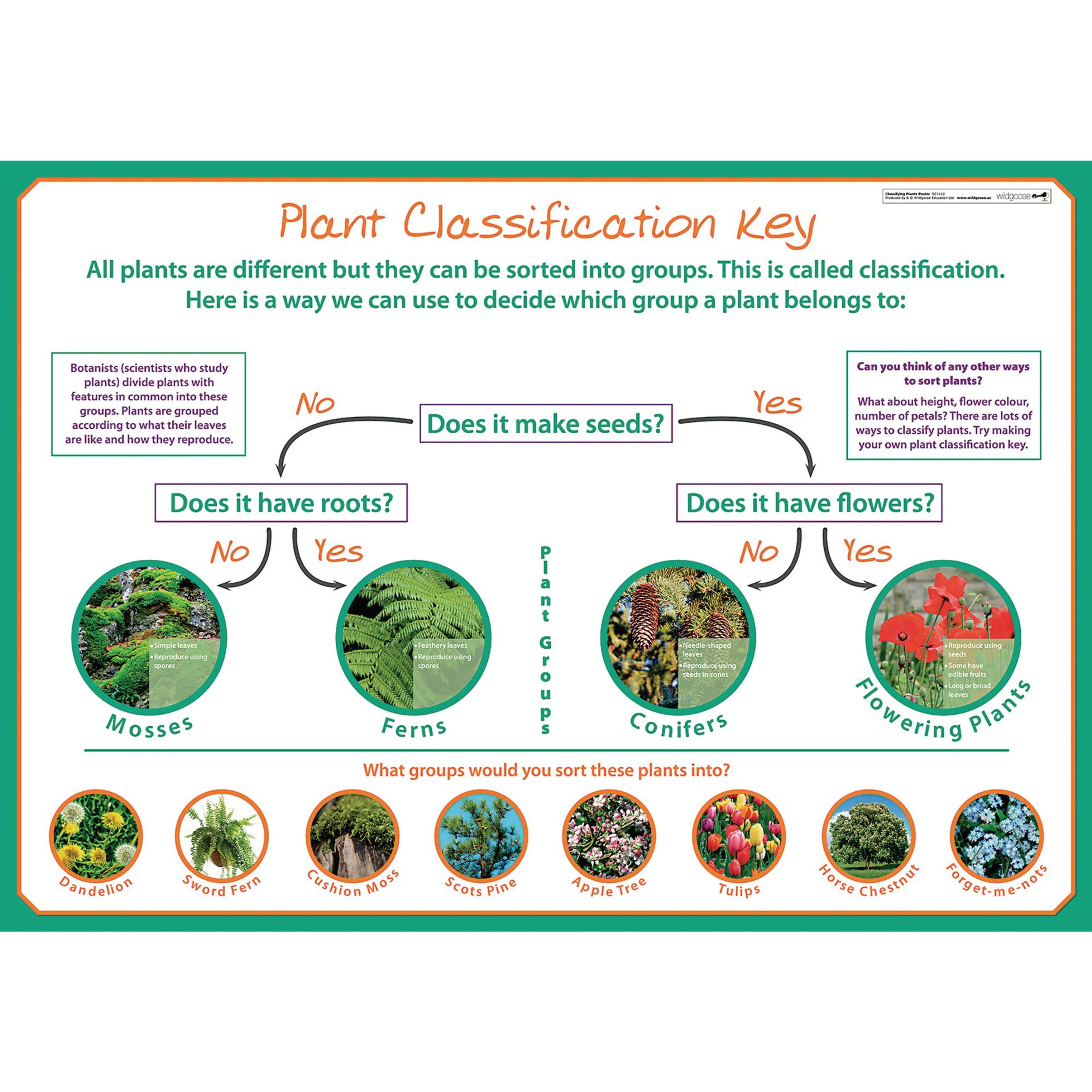 wildgoose Classifying Plants Poster