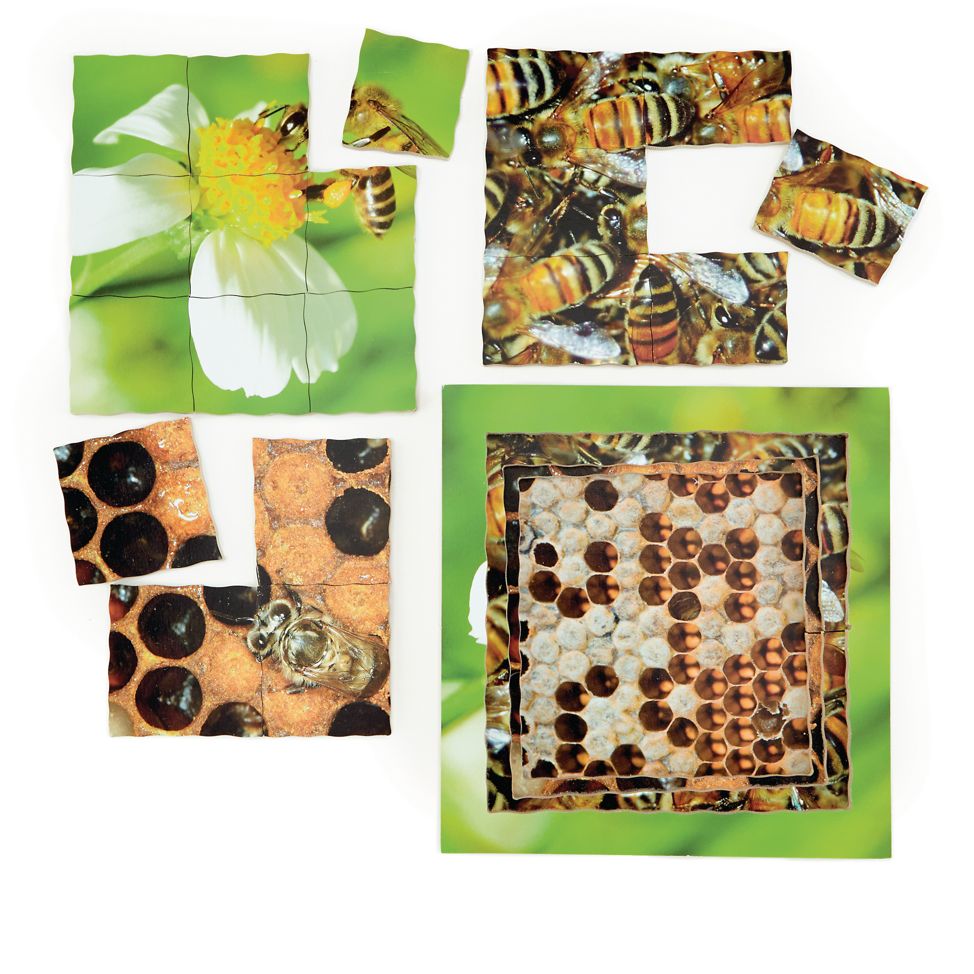 Hc1547463 Just Jigsaws Layered Lifecycle Puzzles Findel International