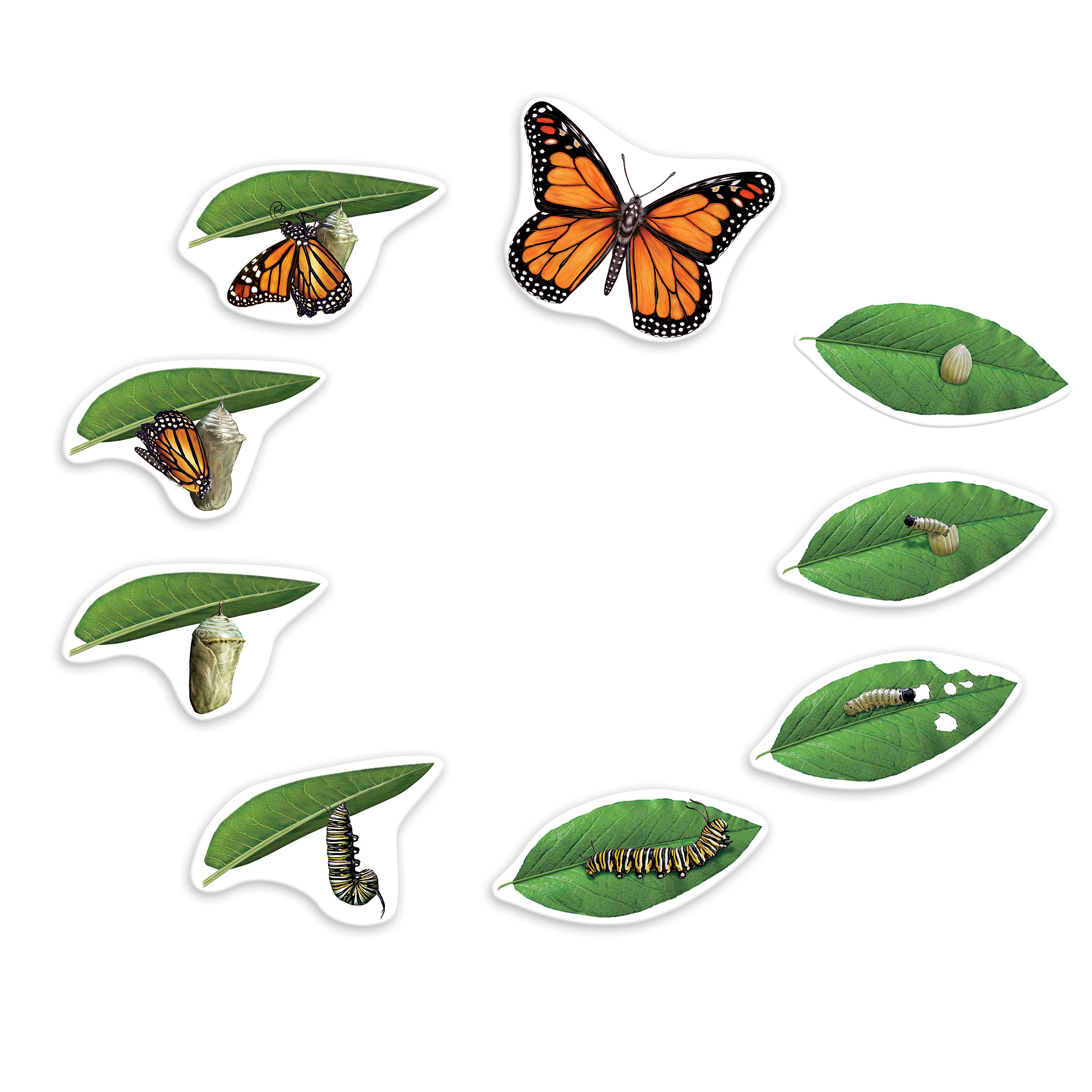 Learning Resources Butterfly Magnetic Life Cycle