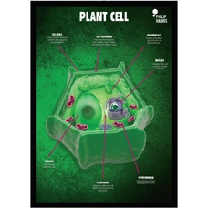 Philip Harris Plant Cell Structure Poster