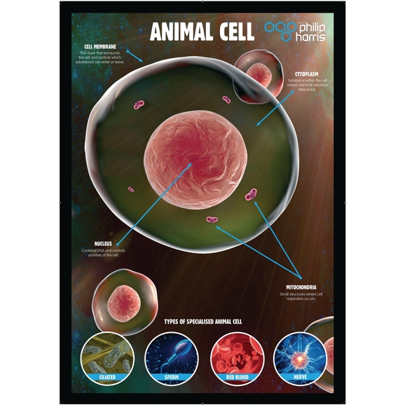 B8R06633 - Animal Cell Structure Poster | Findel Education