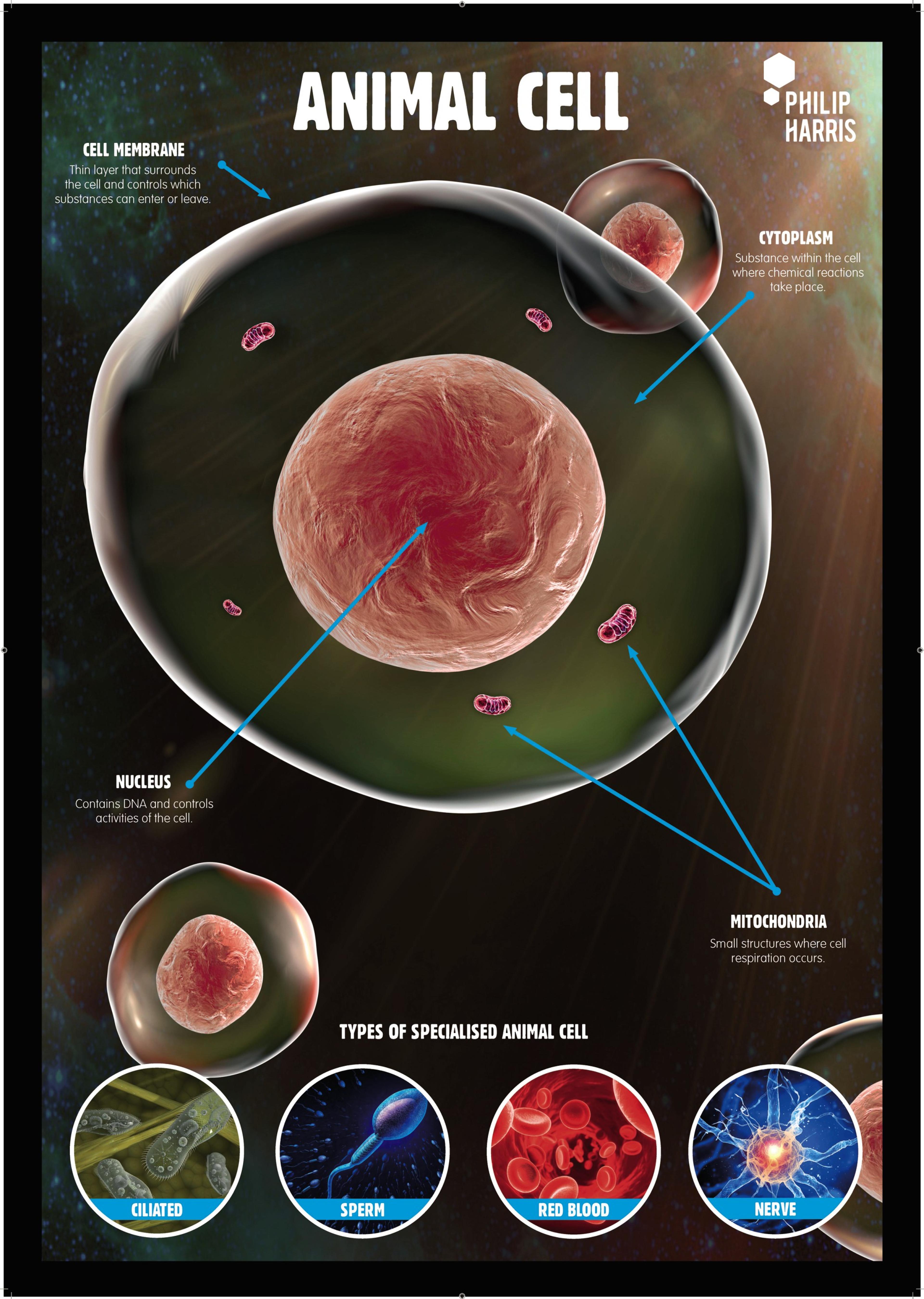 Philip Harris Animal Cell Structure Poster