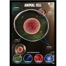 Philip Harris Animal Cell Structure Poster