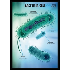 Bacterial Cell Structure Poster