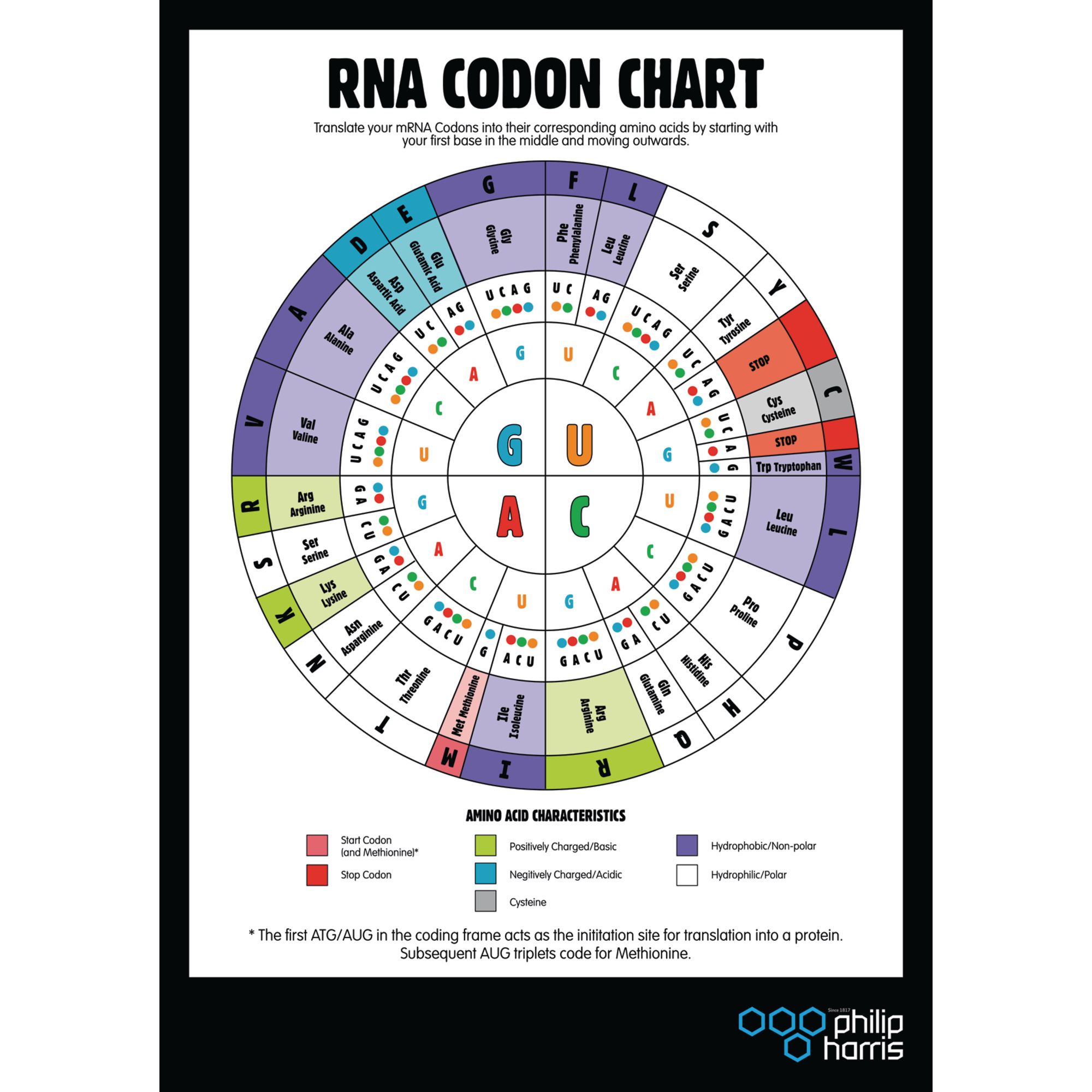 B8r Rna Codon Poster Gls Educational Supplies